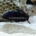 Black Leopard Wrasse