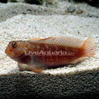 Ember Blenny Ember Blenny