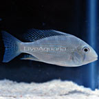 Threadfin Geophagus