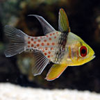 Spotted Cardinalfish