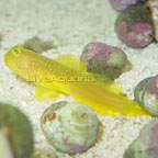 Yellow Prawn Goby 