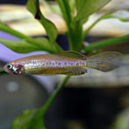 Gold Longfin Danio