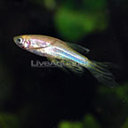 Zebra Longfin Danio Zebra Longfin Danio