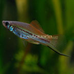 Neon Swordtail Fish