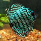 Checkerboard Discus