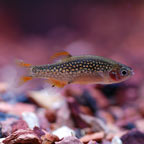 Celestial Pearl Danio