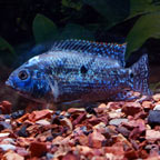 Electric Blue Jack Dempsey