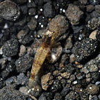 Bee Shrimp Bee Shrimp