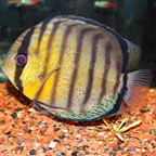 Red Spot Green Discus
