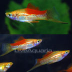 Pineapple Swordtail