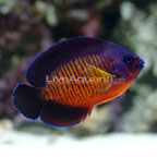 Coral Beauty Angelfish 