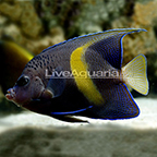 Maculosus Angelfish