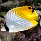 Auriga Butterflyfish