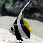 Heniochus Black and White Butterflyfish