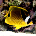 Raccoon Butterflyfish