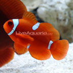 Maroon Clownfish (Do not activate per Kevin 10/28/14)