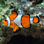 th-69560-clownfish.jpg