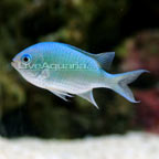 Blue/Green Reef Chromis