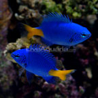 Yellowtail Damselfish 