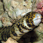 Mombasa Lionfish