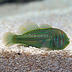 Clown Goby, Green