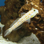 Diamond Watchman Goby