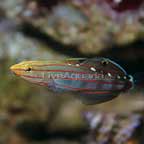 Court Jester Goby