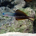 Scissortail Dartfish