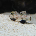 Two Spot Goby Two Spot Goby