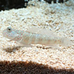 Pink Spotted Watchman Goby 