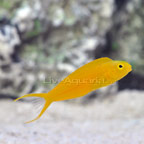 Canary Blenny Canary Blenny