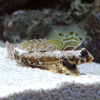 th-71900-Scooter-Blenny.jpg