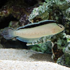 White Blenny White Blenny