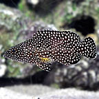 Spotted Grouper 