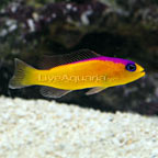 th-72394-pseudochromis.jpg