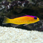 Purple Stripe Dottyback