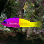 Bicolor Dottyback