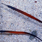 Janss' Pipefish EXPERT ONLY