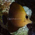 Scopas Tang Scopas Tang