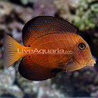 Chevron Tang Chevron Tang