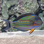 Clown Tang Clown Tang