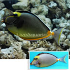Naso Tang Naso Tang