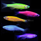 GloFish GloFish