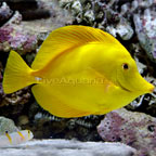 Yellow Tang - Hawaii