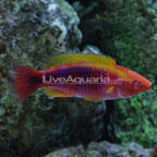 Multicolor Lubbock's Fairy Wrasse