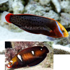 Coris+formosa