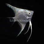Platinum Angelfish Platinum Angelfish