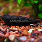 Gold Rabbit Snail