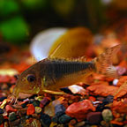 Palespotted Cory Cat (Discontinued Low Sales)