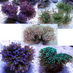 Torch Coral Torch Coral